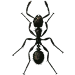 Schädlingsbekämpfung & Insektenschutz gegen Ameisen: neocid.swiss