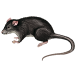 Produkte zur Schädlingsbekämpfung: Rattengift | neocid.swiss