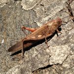 Insektenbestimmung mit neocid.swiss: Ägyptische Wanderheuschrecke