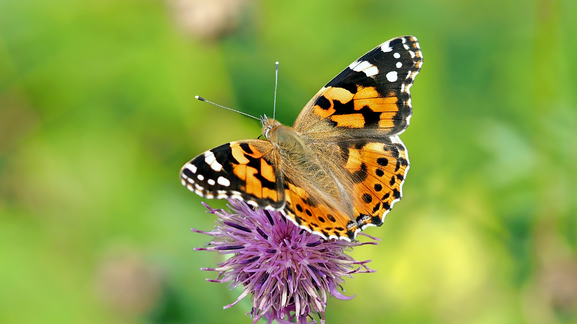 Insektenbestimmung mit neocid.swiss: Distelfalter