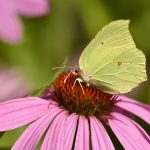 Insektenbestimmung mit neocid.swiss: Zitronenfalter