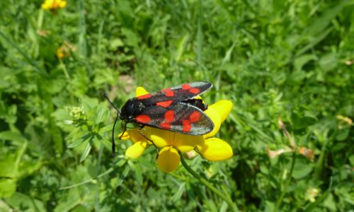 Zygaena filipendulae