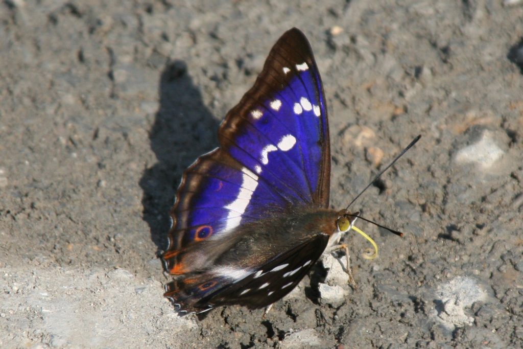 Martec Handels AG | Great purple emperor | martec.swiss