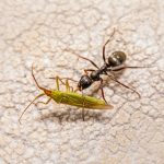 Ameisen: Gemeinsam sind sie die stärksten