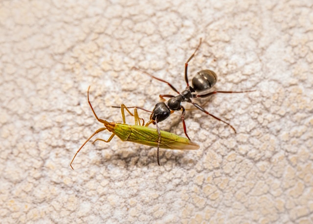 Ameisen: Gemeinsam sind sie die stärksten