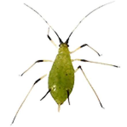 Aphid