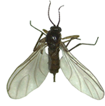 Fungus gnats Fungus gnats